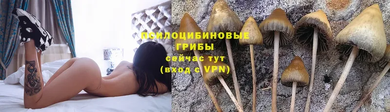 blacksprut зеркало  Железногорск  Галлюциногенные грибы Magic Shrooms 